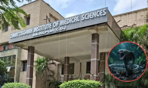बिलासपुर में बारिश के साथ बढ़ा सर्पदंश का खतरा, सिम्स में रोज पहुंच रहे 4-5 मरीज