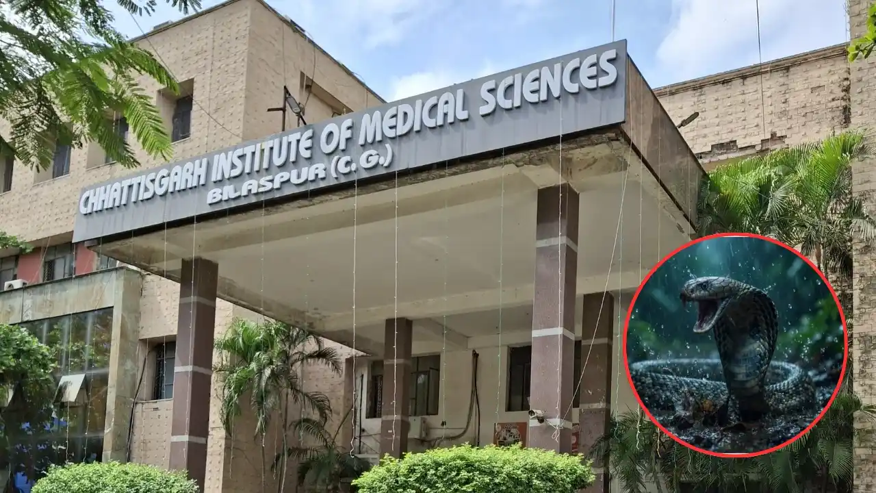 बिलासपुर में बारिश के साथ बढ़ा सर्पदंश का खतरा, सिम्स में रोज पहुंच रहे 4-5 मरीज