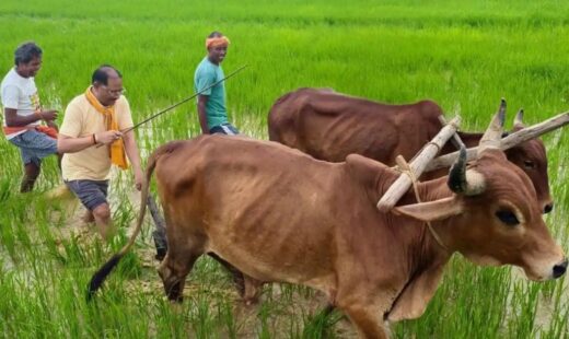 जशपुर में किसान बने CM विष्णुदेव साय, बैलों की जोड़ी के साथ चलाया हल