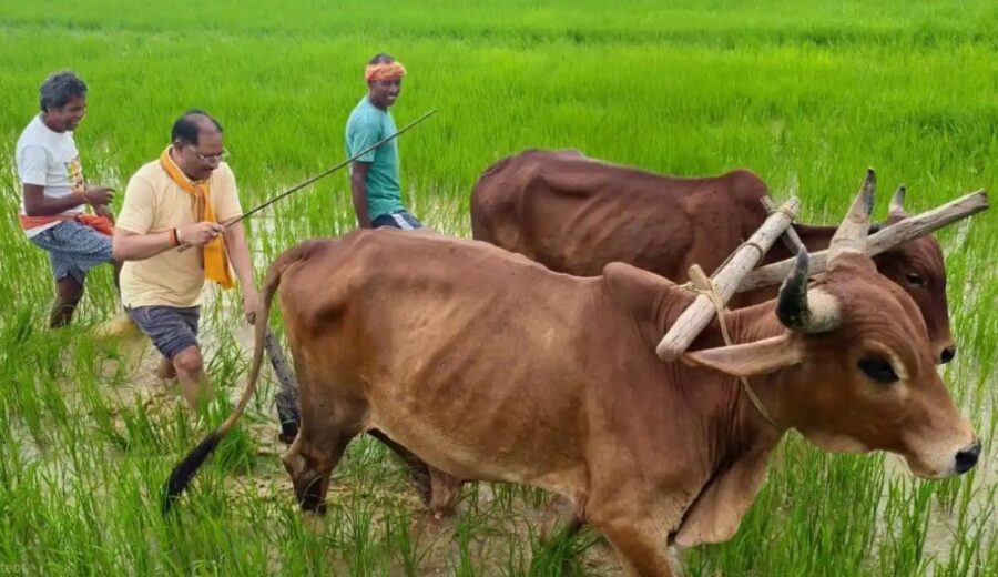 जशपुर में किसान बने CM विष्णुदेव साय, बैलों की जोड़ी के साथ चलाया हल