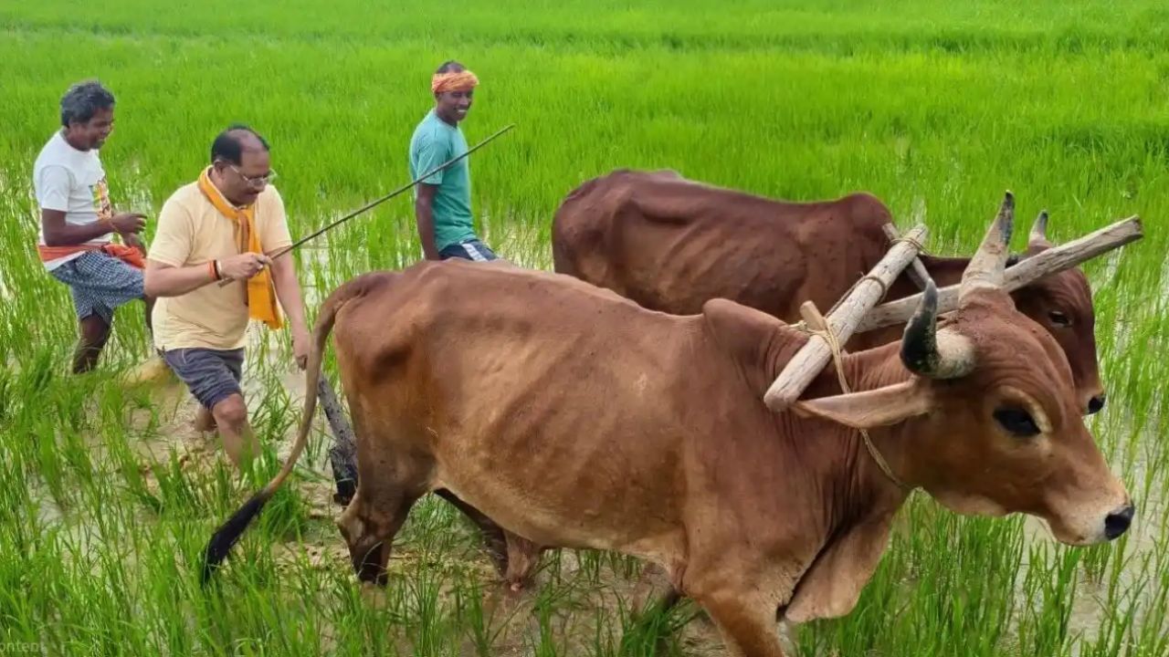 जशपुर में किसान बने CM विष्णुदेव साय, बैलों की जोड़ी के साथ चलाया हल